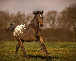 Springpferd Mary Lou (Knabstrupper, 2014, von Attila v. Wethautal)