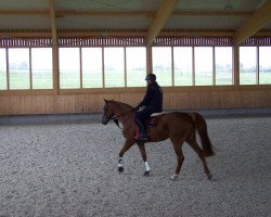 jumper Emma 282 (Oldenburg show jumper, 2010, from Conthargos)