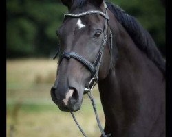 broodmare Montisha (Bavarian, 1996, from Ragazzo)