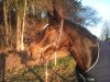 jumper Counting Stars (Oldenburg show jumper, 2009, from Cornet's Stern)