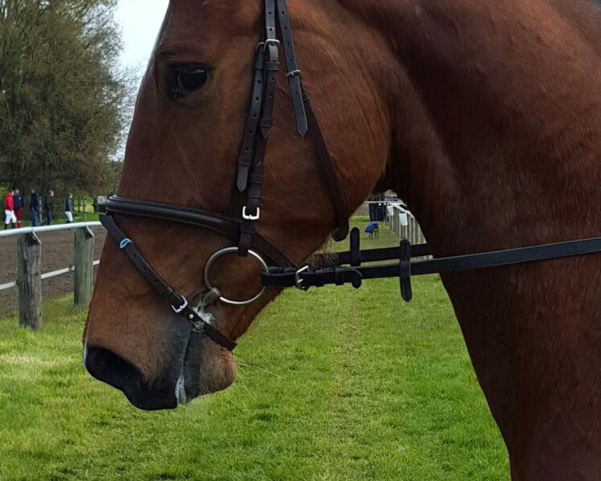 jumper Gatsby H (Hanoverian, 2012, from Grey Top)