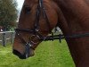 jumper Gatsby H (Hanoverian, 2012, from Grey Top)