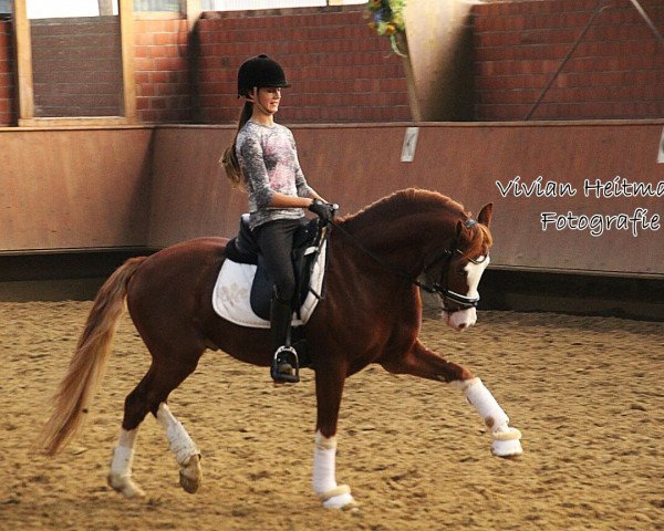 stallion Steendieks Carpaccio (German Warmblood, 2011, from FS Chambertin)