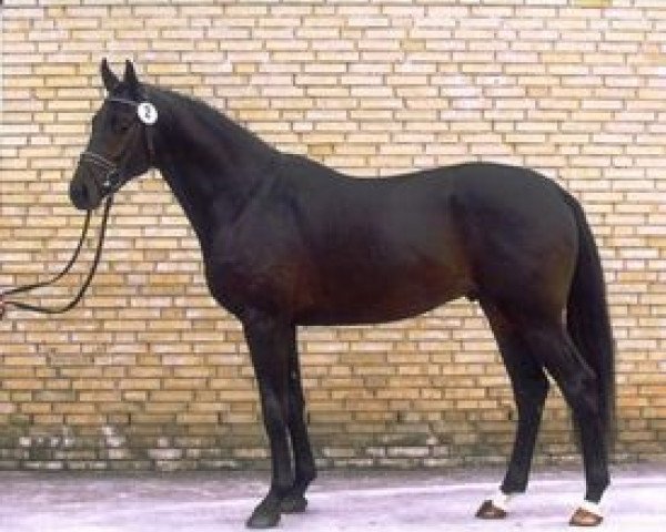stallion Karamell (Trakehner, 2005, from Lauries Crusador xx)