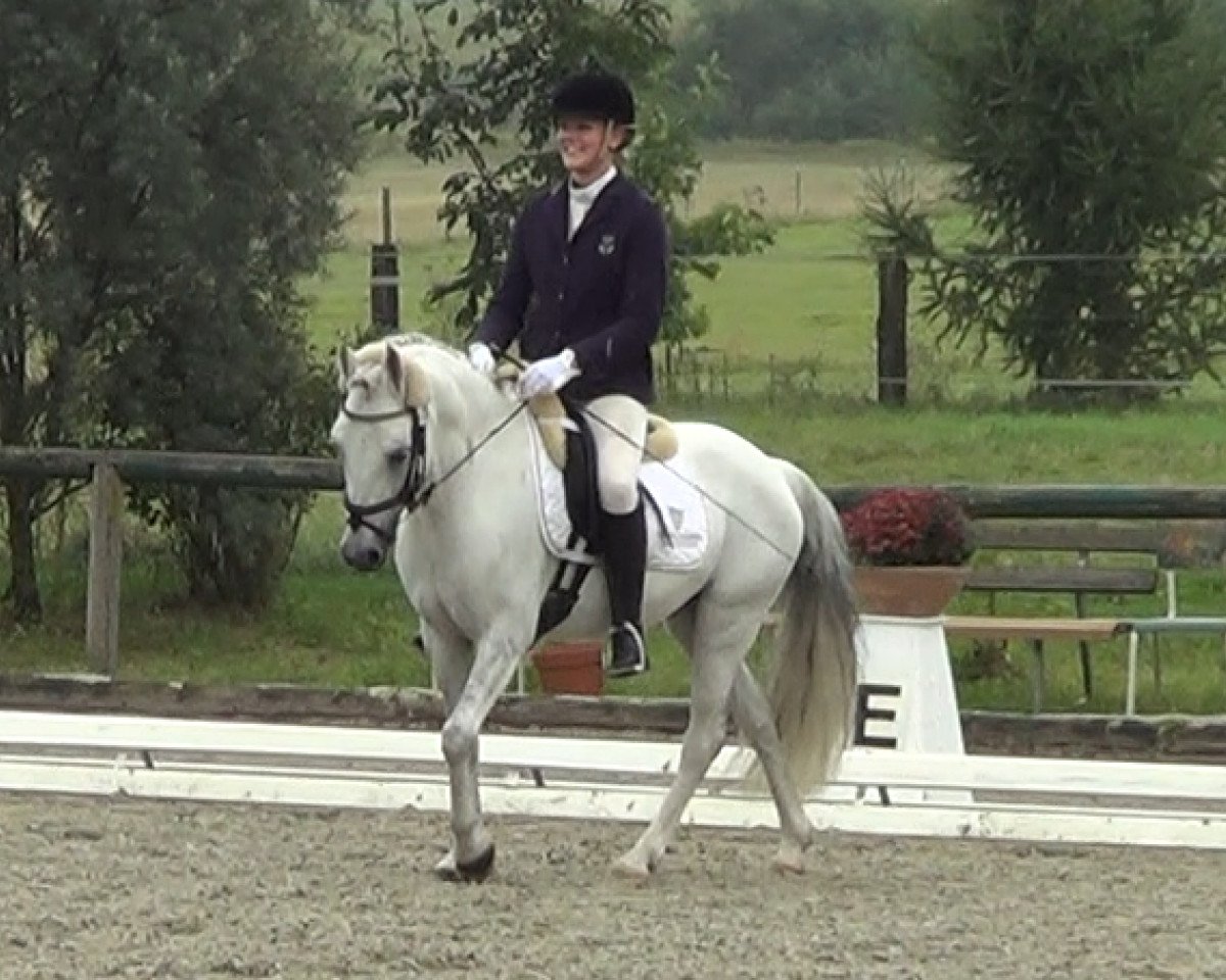 Pferd Saint Ursula's Castor (Welsh-Cob (Sek. C), 2001, von Cobtain Little Prince)