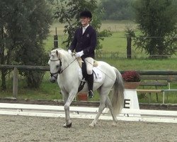 horse Saint Ursula's Castor (Welsh-Cob (Sek. C), 2001, from Cobtain Little Prince)