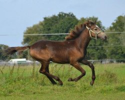 Pferd Aviac (Deutsches Sportpferd, 2012, von Rff The Alchemist xx)