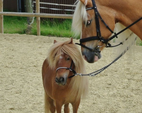 horse Schnucki (Shetland pony (under 87 cm), 2005, from Omar v. h. mallewegje)