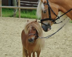 Pferd Schnucki (Shetland Pony (unter 87 cm), 2005, von Omar v. h. mallewegje)