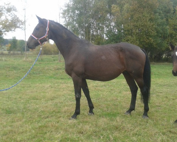 broodmare Casela (Holsteiner, 2010, from Cachas)