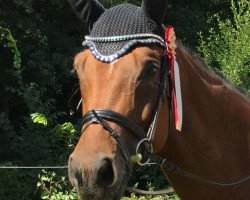 dressage horse Dinoso (Westphalian, 2009, from Desperados FRH)