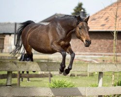 Dressurpferd Pink Lady (Deutsches Reitpony, 2002)