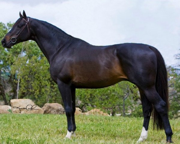 stallion Romeo B (KWPN (Royal Dutch Sporthorse), 1998, from Voltaire)