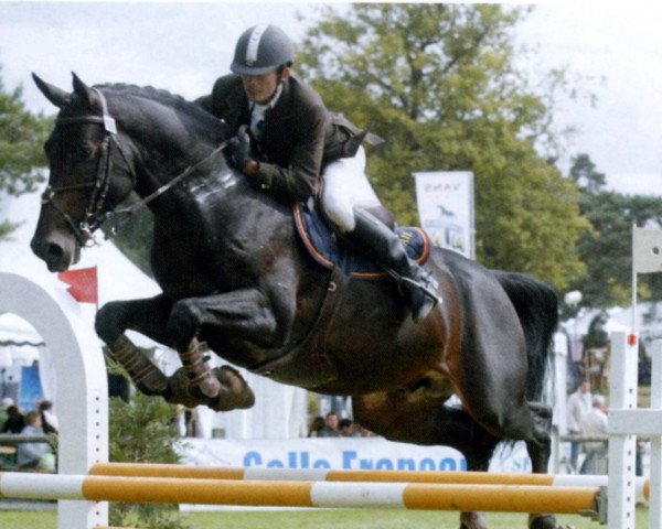 stallion Oberon de Sapaie (Selle Français, 2002, from Le Tôt de Semilly)