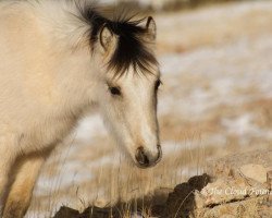 Pferd Cloud's Pride (Mustang,  , von Cloud)