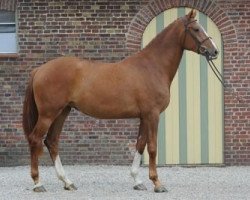 Zuchtstute Cassiana LVP Z (Belgisches Warmblut,  , von Cassiano)