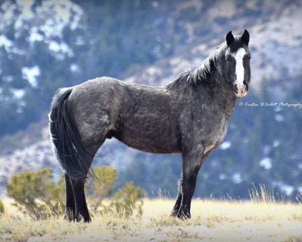 horse Mato Ska (Mustang,  , from Cloud)