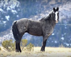 Pferd Mato Ska (Mustang,  , von Cloud)