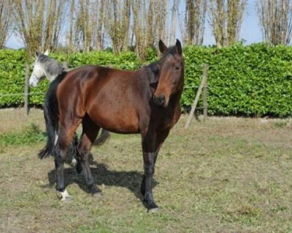 broodmare Conty LVP (Holsteiner, 2005, from Contender)