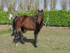 broodmare Conty LVP (Holsteiner, 2005, from Contender)