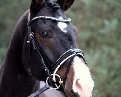 dressage horse Egoiste (Westphalian, 2012, from Estobar NRW)