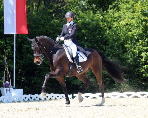 dressage horse Fullsister (Oldenburg, 2007, from Diamond Hit)