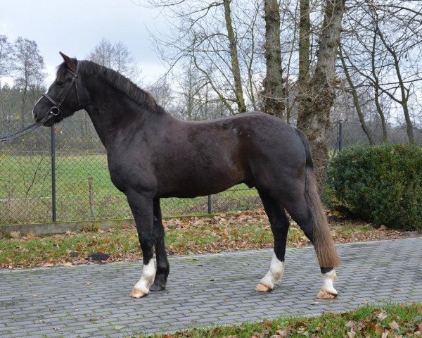 Pferd Choco (Polnisches Warmblut, 2011)