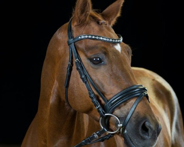 horse Bodethal's No Doubt (German Riding Pony, 2008, from Speyksbosch Nelson)