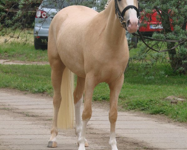 broodmare Bodethal's Rafaela (German Riding Pony, 2013, from Night-Star III)