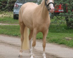 Zuchtstute Bodethal's Rafaela (Deutsches Reitpony, 2013, von Night-Star III)