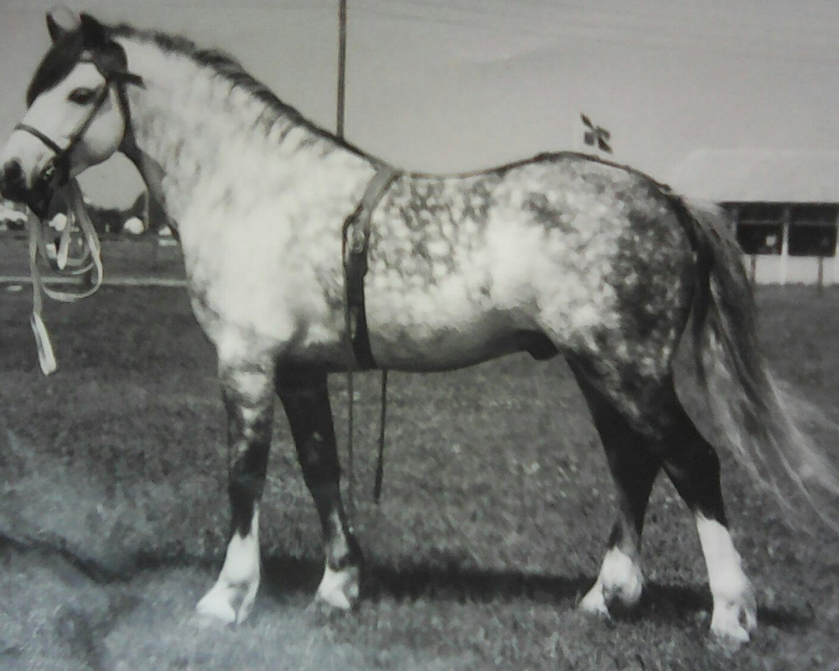 stallion Brierwood Honeyway (Welsh mountain pony (SEK.A), 1956, from Craven Daylight)