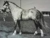stallion Brierwood Honeyway (Welsh mountain pony (SEK.A), 1956, from Craven Daylight)