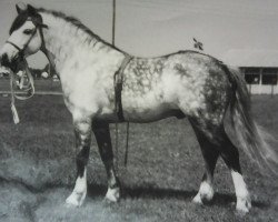 Deckhengst Brierwood Honeyway (Welsh Mountain Pony (Sek.A), 1956, von Craven Daylight)