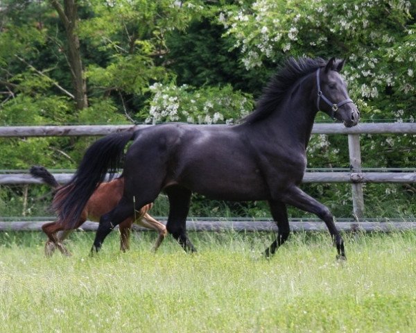 broodmare Jazzman´s Rubina (Oldenburg, 2010, from Jazzman)