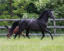 broodmare Jazzman´s Rubina (Oldenburg, 2010, from Jazzman)