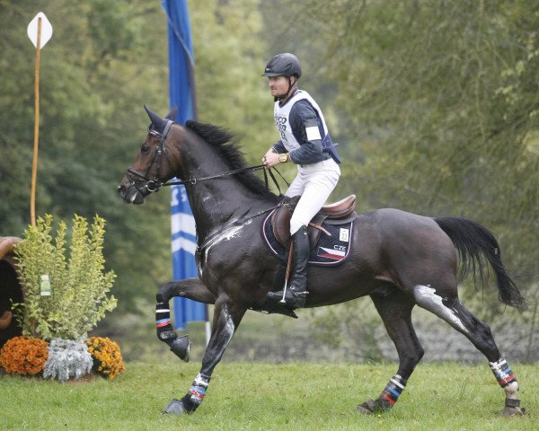 horse Tomon (Czech Warmblood,  , from Topas I)