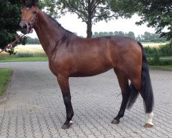 broodmare Felipa del Sol SH (Hanoverian, 2013, from Fürstenball)