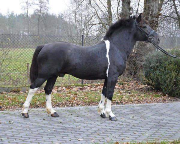 Pferd Homer (Polnisches Warmblut, 2012)