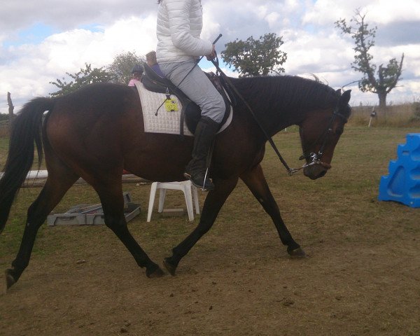 broodmare Sasaja (German Riding Pony, 2008)