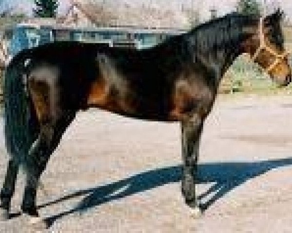 stallion Smokey Lobell 5098R (US) (American Trotter, 1974, from Speedy Crown 9498H (US))
