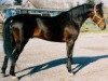 stallion Smokey Lobell 5098R (US) (American Trotter, 1974, from Speedy Crown 9498H (US))