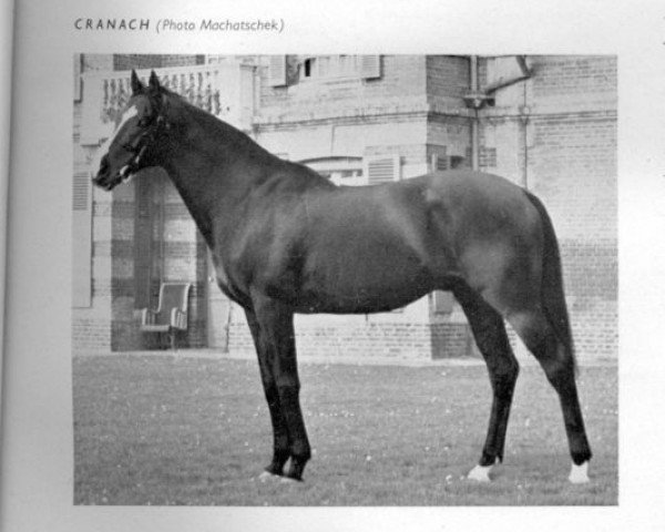 stallion Cranach xx (Thoroughbred, 1938, from Coronach xx)