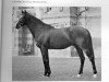 Pferd Cranach xx (Englisches Vollblut, 1938, von Coronach xx)