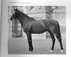 stallion Cranach xx (Thoroughbred, 1938, from Coronach xx)