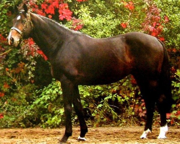 stallion Quintolet du Parc (Selle Français, 1986, from Galoubet A)