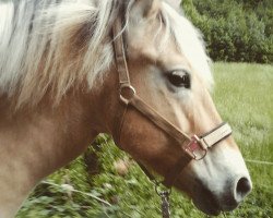 horse Ondre (Fjord Horse, 2006, from Ohlsen)