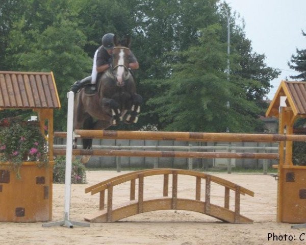 horse Floedingo du Gué (Selle Français, 1993, from Quintolet du Parc)