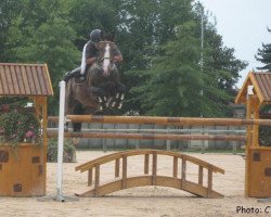 Pferd Floedingo du Gué (Selle Français, 1993, von Quintolet du Parc)