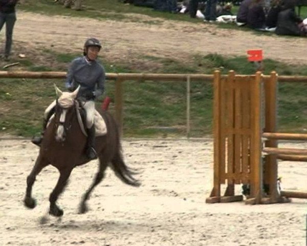 broodmare Savic du Gué (Selle Français, 2006, from Le Tôt de Semilly)