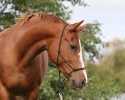 Pferd Melody M (Kleines deutsches Reitpferd, 2007, von Cinzano's Son)